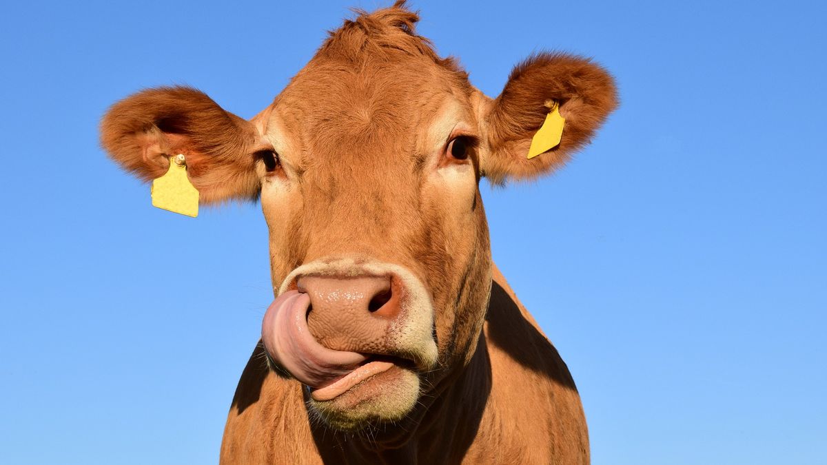 Fialová kráva nemá šanci. Zemědělci vymysleli zelenou krávu